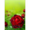 Love-roses topper - portrait