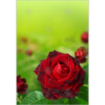 Love-roses topper - portrait