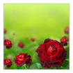 Love-roses topper - square